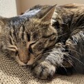 1匹飼いをお願いします