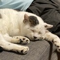 ブッチーくん