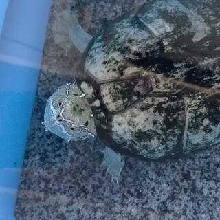 ミシシッピニオイガメの里親募集