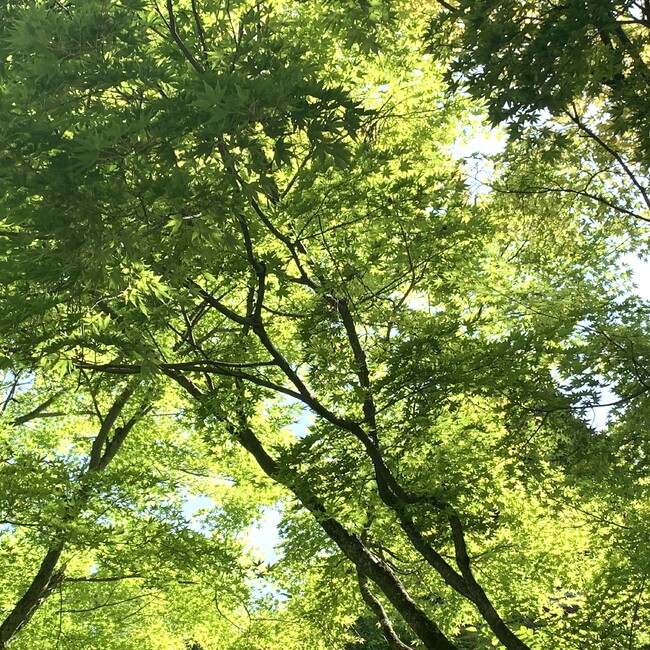 nayonayoのカバー写真