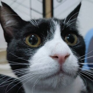 【1/18譲渡会】FIP乗り越えたテンくん！