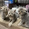 スコティッシュmix1.5ヶ月  サムネイル2
