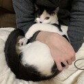 足長マンチカン♂★大切に飼ってくれる里親様 募集！