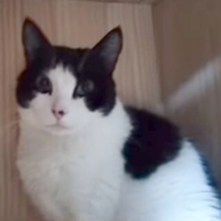 優しい ハチワレにゃんこの夢ちゃん！