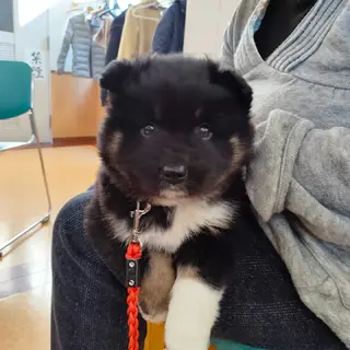 バーニーズ風モフモフの２ヶ月の可愛い男の子