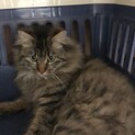 保護猫　キジトラ長毛（メス避妊済）9か月齢