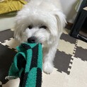 ビビりだけど慣れると元気！だいすけくん