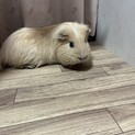 シェルティー♂ 里親様決まりました