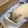 シェルティー♂ 里親様決まりました サムネイル2