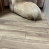 シェルティー♂ 里親様決まりました サムネイル3