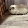 シェルティー♂ 里親様決まりました サムネイル4