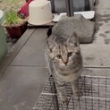 野良猫繁殖現場からオウチに迎えて頂けませんか？