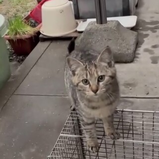 野良猫繁殖現場からオウチに迎えて頂けませんか？