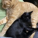 急募！猫ちゃん2匹の里親募集です