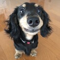 カニヘンダックス 男の子 