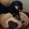 カニヘンダックス 男の子  サムネイル2