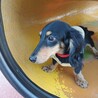カニヘンダックス 男の子  サムネイル3