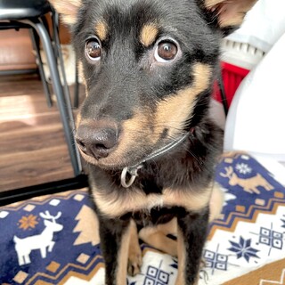 トライアル決定ちびき