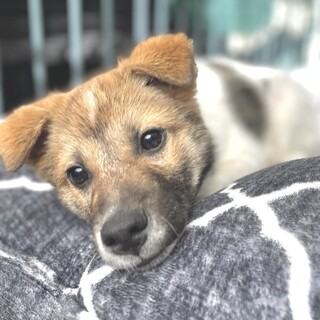 トライアル決定カンロ♂5か月