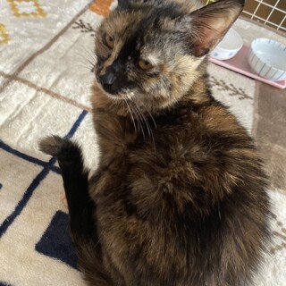 ありがとうございました★可愛いサビ猫　ノドカちゃん