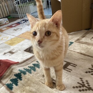 ありがとうございました★茶虎のモネちゃん