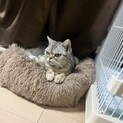 アメショのデメちゃん❤️
