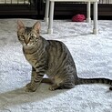 本当に賢いオクちんです