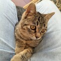 募集停止。甘えん坊のノエルちゃん