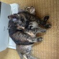 小さい子猫姉妹(？)です