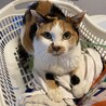 ダンゴムシムシ