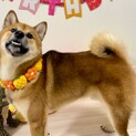 柴犬、2021/7/17、男の子