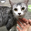 めちゃカワ！白サバ柄の小梅ちゃん★