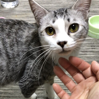 めちゃカワ！白サバ柄の小梅ちゃん★