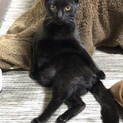 めちゃ甘えん坊！抱っこ大好きな黒猫くん★