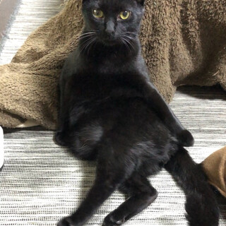 めちゃ甘えん坊！抱っこ大好きな黒猫くん★