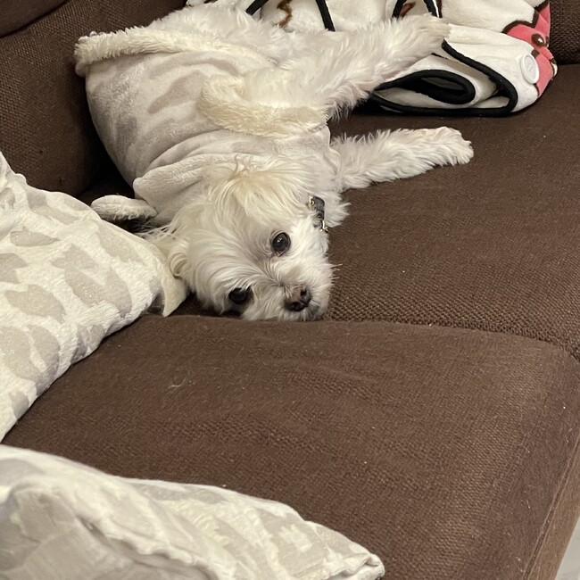 shotakoのカバー写真