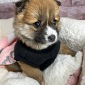 お顔の超かわいい　子犬　マーズちゃん
