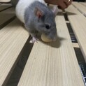 ファンシーラット 