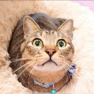 【12/7譲渡会】超甘えんぼ！添い寝猫のフーバー