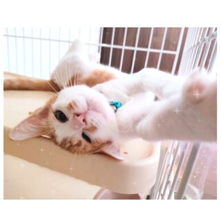 【6/4譲渡会】超絶フレンドリー❗️カシワギ君