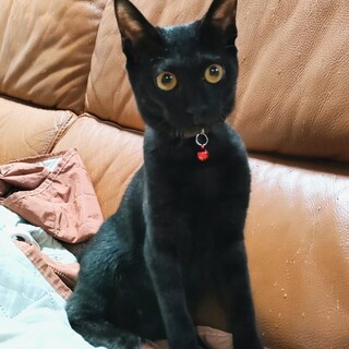 【5/7譲渡会参加予定】淑やか女子♥️メイちゃん