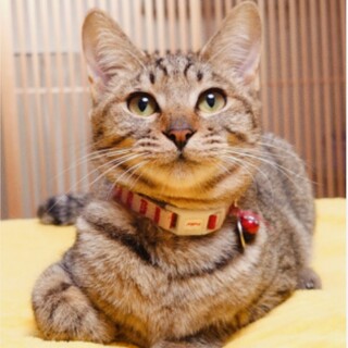 【12/7譲渡会】甘えん坊キジトラのサイス君