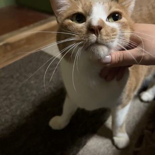 茶白のコウ君、FIV陽性だけど元気