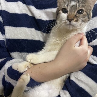 甘々で可愛いキジシロのかおちゃん