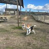 柴犬ムギくん　ドックラン