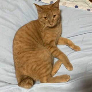 チャロと仲良く遊んで！