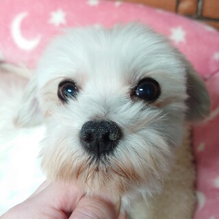 マルチーズの女の子