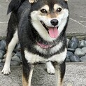 黒柴の女の子（７歳）です！