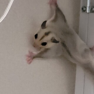 フクロモモンガのメス