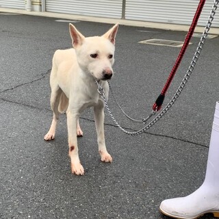 怖がりさんな真白くん